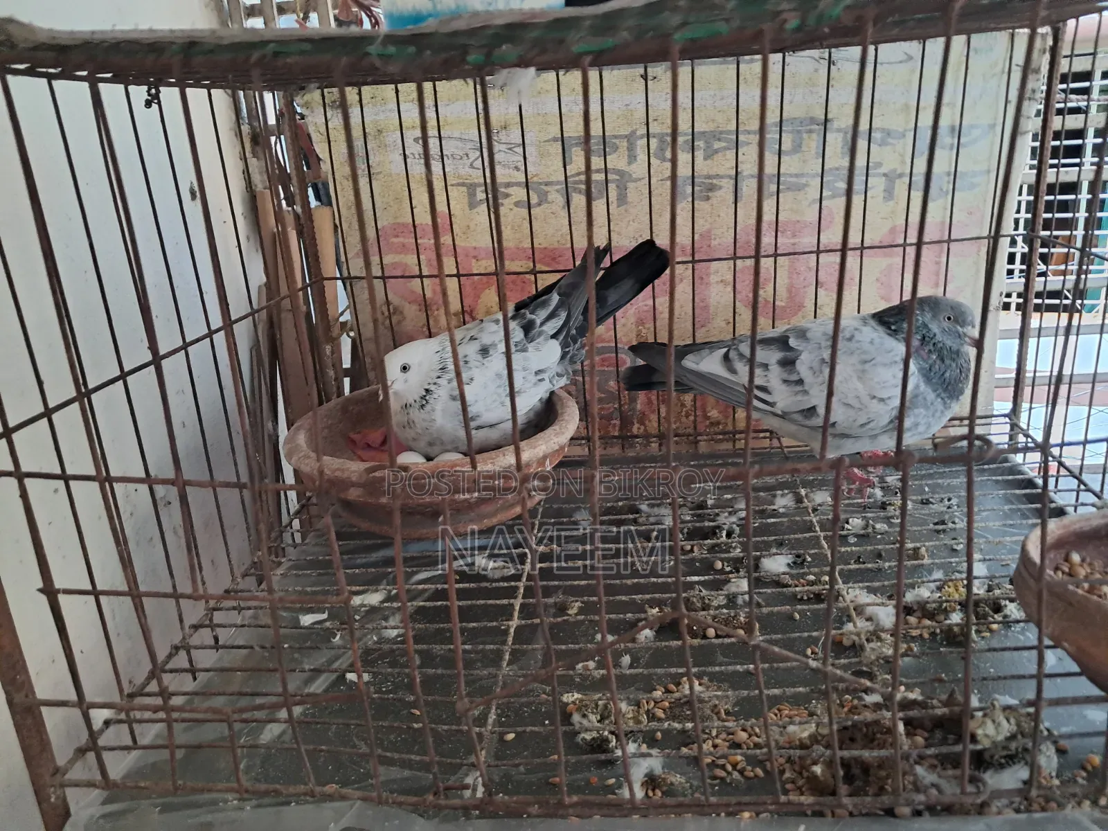রানিং গিরিবাজ কবুতর