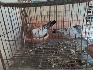 রানিং গিরিবাজ কবুতর