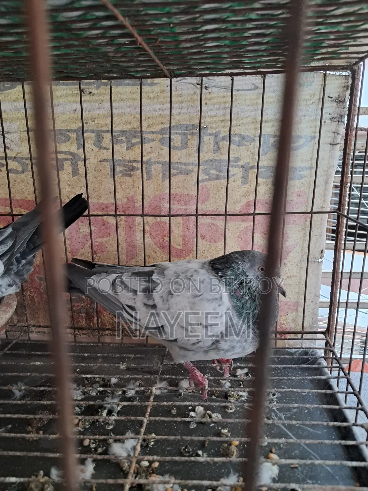 রানিং গিরিবাজ কবুতর