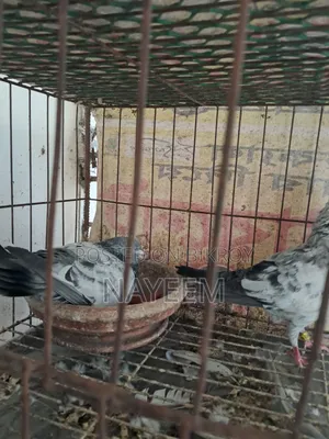 রানিং গিরিবাজ কবুতর
