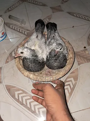 রানিং গিরিবাজ কবুতর