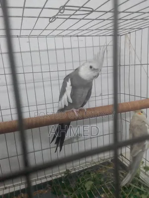 Cocktail Bird