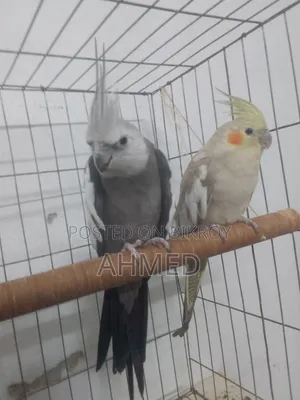 Cocktail Bird