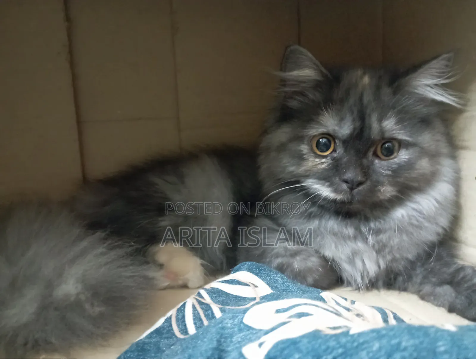 6-12 Months Female Purebred Persian