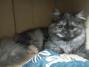 6-12 Months Female Purebred Persian