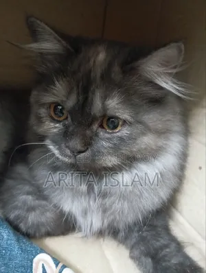 6-12 Months Female Purebred Persian
