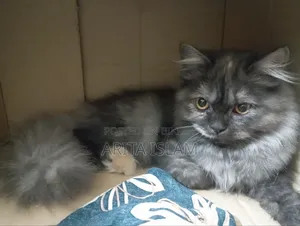 6-12 Months Female Purebred Persian