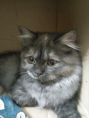 6-12 Months Female Purebred Persian