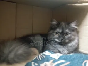 6-12 Months Female Purebred Persian