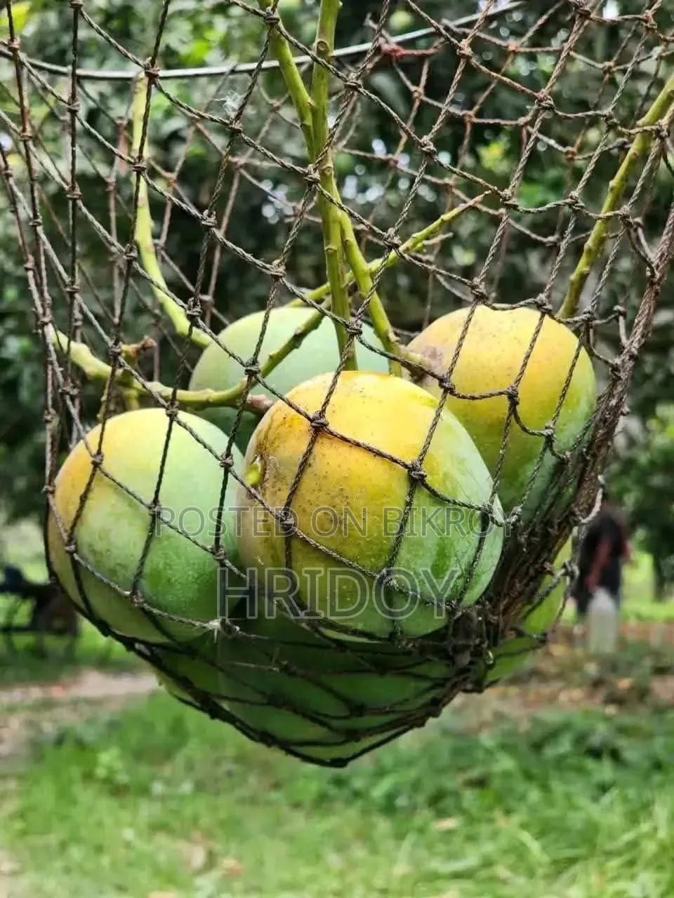 Satkhira Himsagar Mango