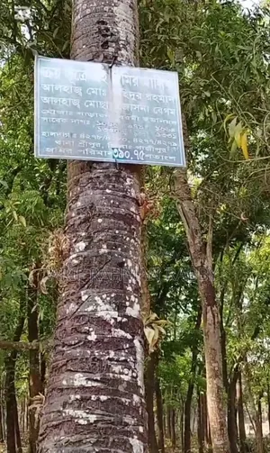 Urgent Sale: 350 Decimal Land Filled with Trees