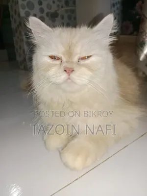 ১+ বছর বয়সী পুরুষ পিওর ব্রেড বিড়াল
