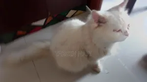 ১+ বছর বয়সী পুরুষ পিওর ব্রেড বিড়াল