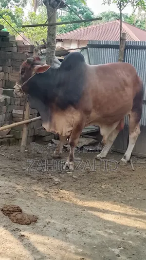 Cow for Sale - Please Let Me Know If You Want to Buy