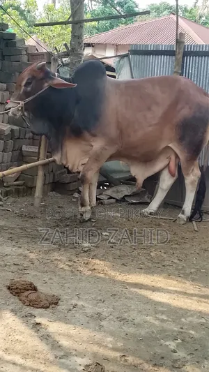 গরু বিক্রি করা হবে জদি কিনতে চান তাহলে দয়া করে জানাবেন
