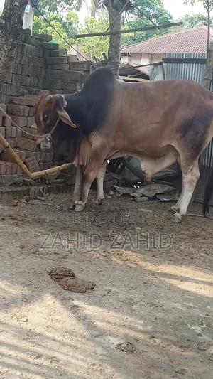 গরু বিক্রি করা হবে জদি কিনতে চান তাহলে দয়া করে জানাবেন