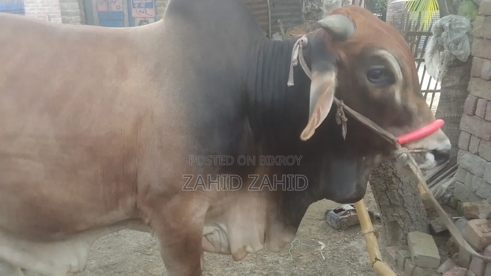 গরু বিক্রি করা হবে জদি কিনতে চান তাহলে দয়া করে জানাবেন