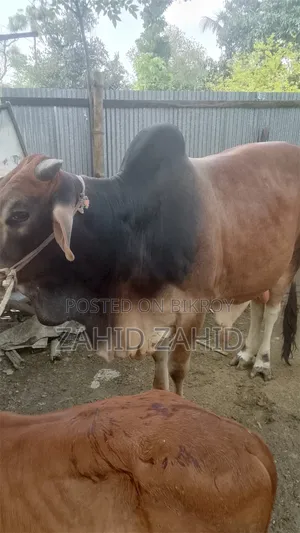 গরু বিক্রি করা হবে জদি কিনতে চান তাহলে দয়া করে জানাবেন