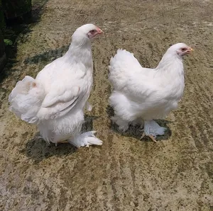 Colombian White Brahma