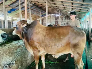 Large Cow for Sale by Live Weight