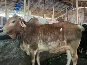 * লাইভ ওজনের বড় গরু বিক্রি হবে