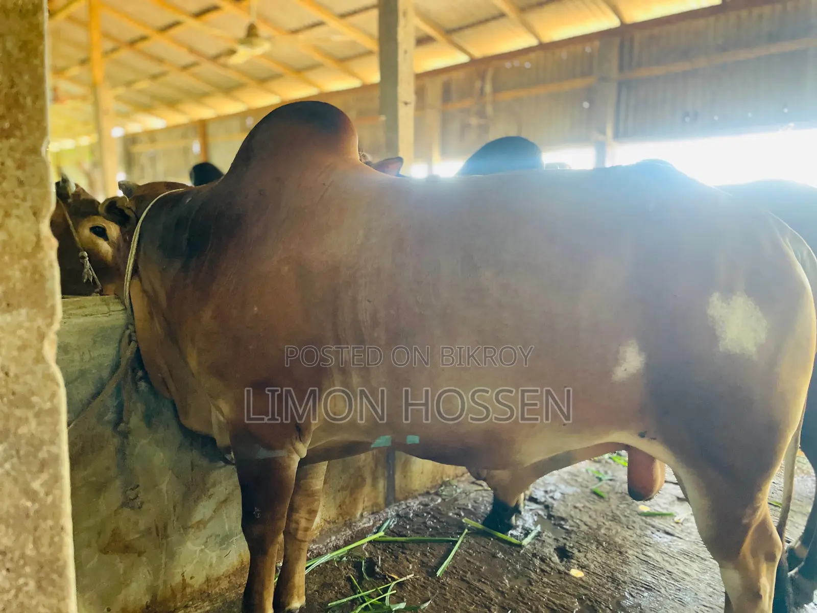 * লাইভ ওজনের বড় গরু বিক্রি হবে