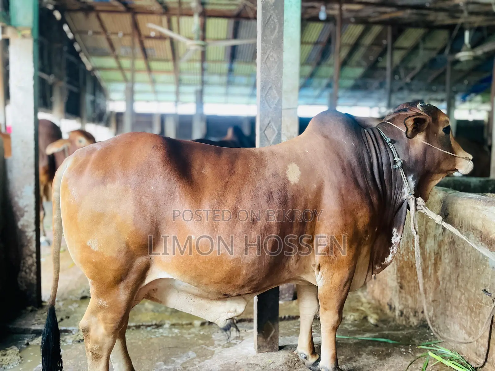 * লাইভ ওজনের বড় গরু বিক্রি হবে