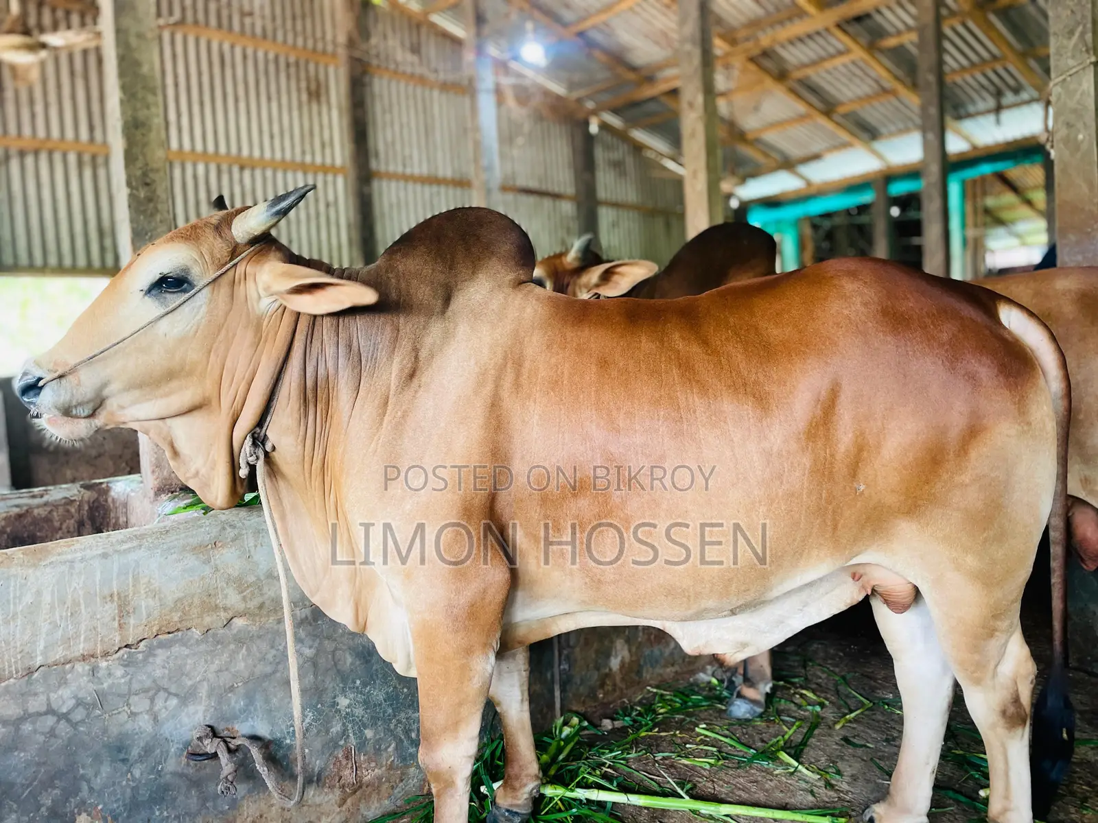 * লাইভ ওজনের বড় গরু বিক্রি হবে