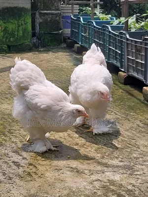 Colombian White Brahma