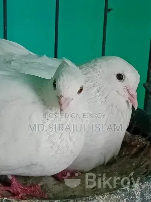 Mashallah beautiful pair of pigeons