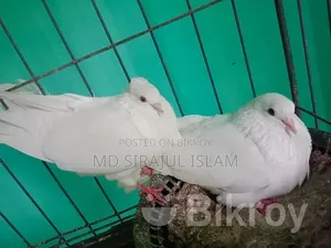 Mashallah beautiful pair of pigeons