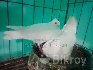 Mashallah beautiful pair of pigeons