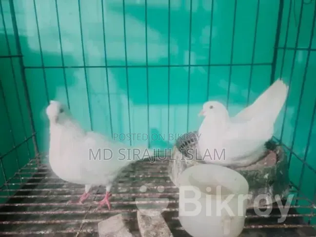 Mashallah beautiful pair of pigeons