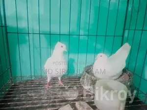 Mashallah beautiful pair of pigeons