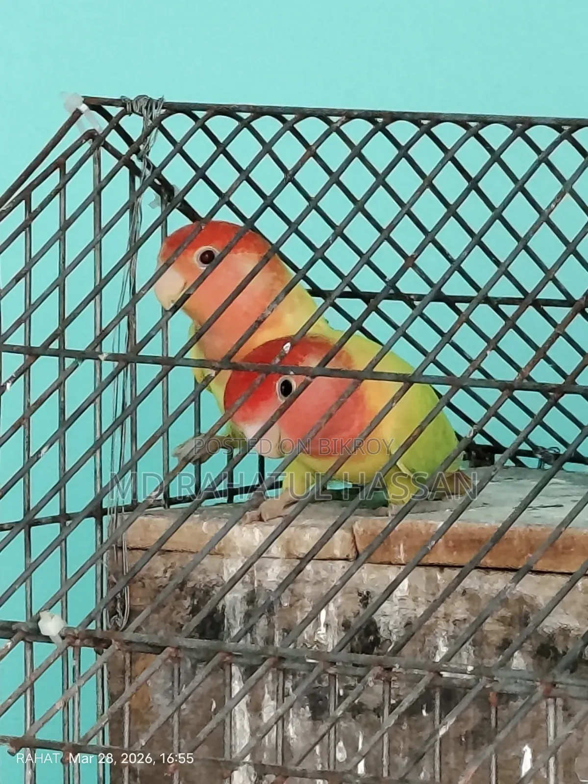 Love Birds