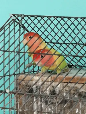 Love Birds