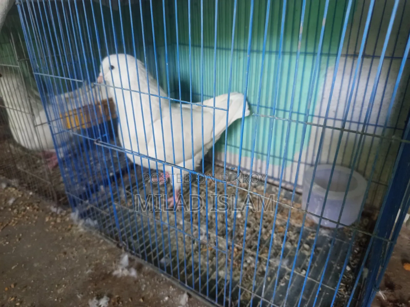 Three pairs of Rani King pigeons for sale