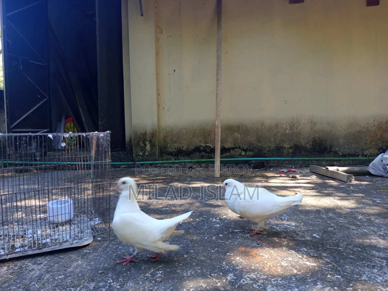 Three pairs of Rani King pigeons for sale