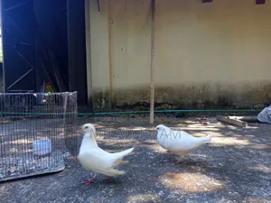 Three pairs of Rani King pigeons for sale