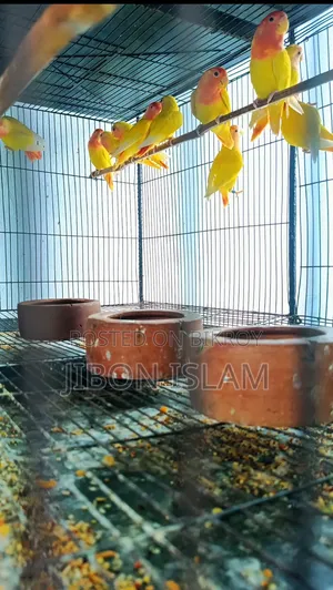 লাভ বার্ডস বিক্রি হবে