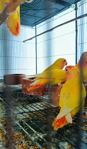 লাভ বার্ডস বিক্রি হবে