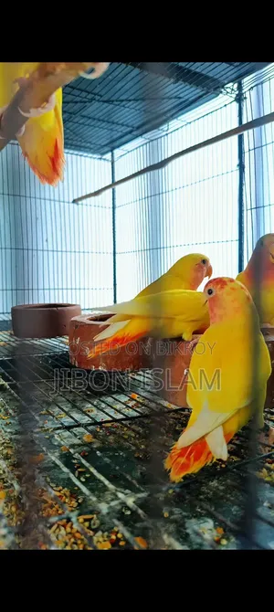লাভ বার্ডস বিক্রি হবে