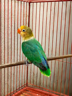 Love Bird / Parblue Fischer
