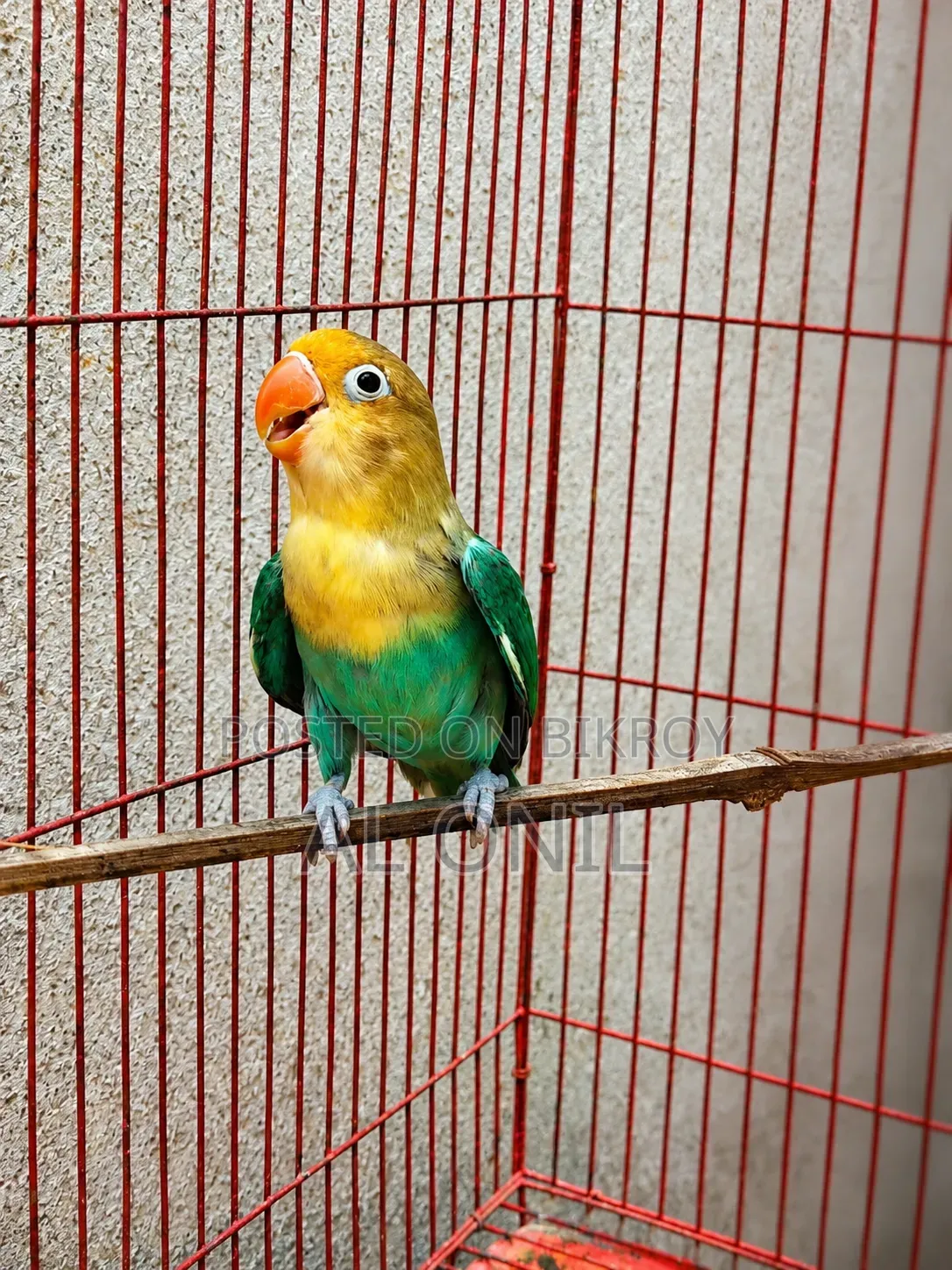 Love Bird / Parblue Fischer
