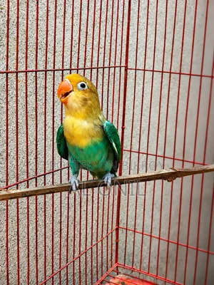 Love Bird / Parblue Fischer