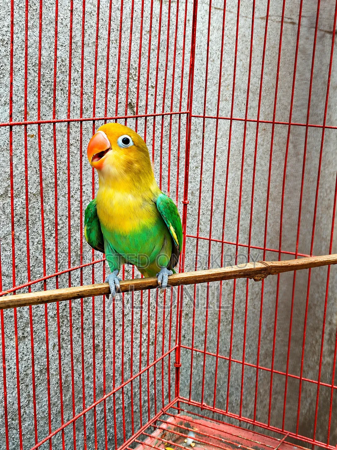 Love Bird / Parblue Fischer