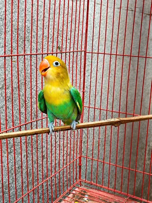 Love Bird / Parblue Fischer