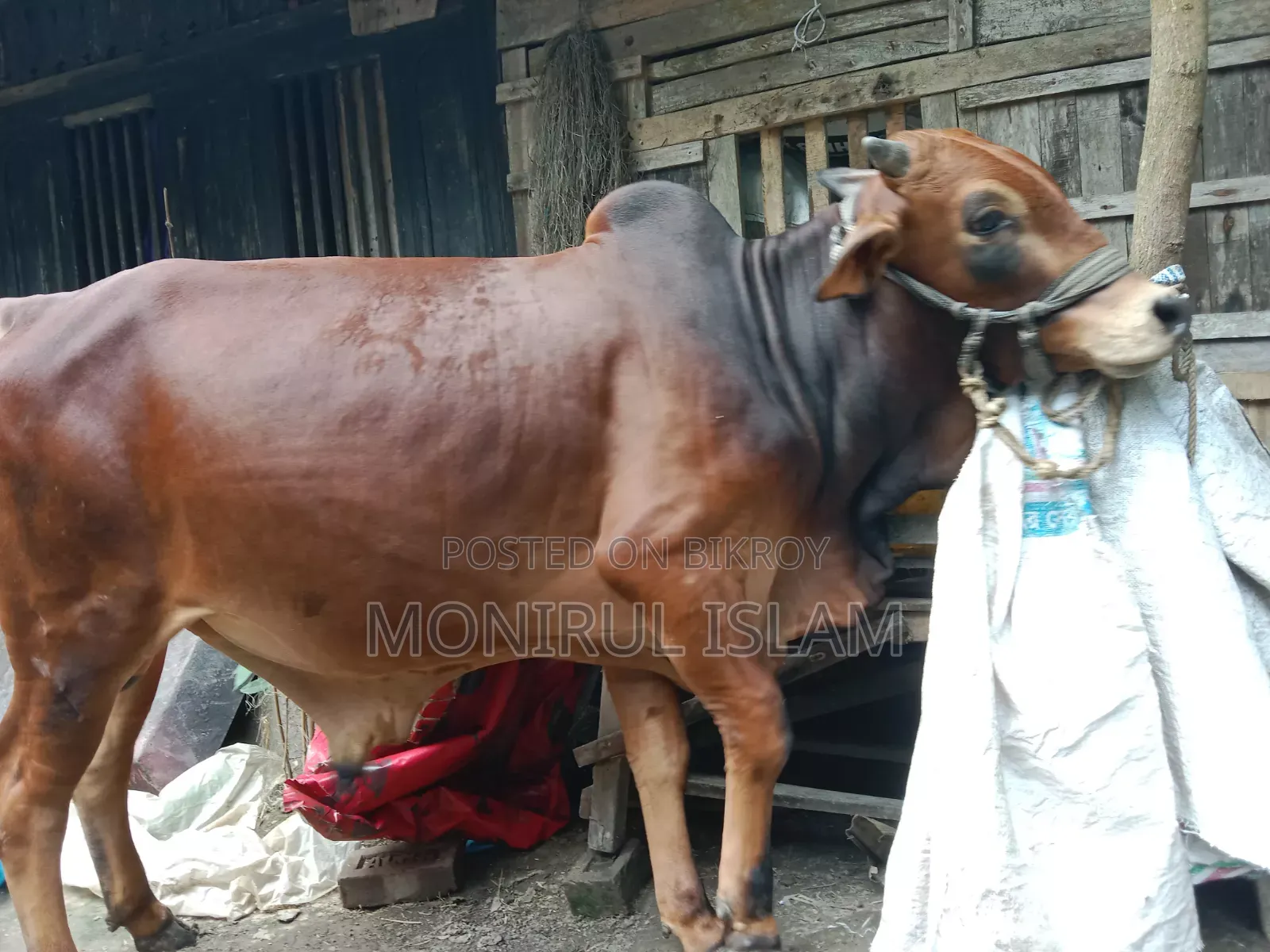 রেড কাউ শাহীওয়াল