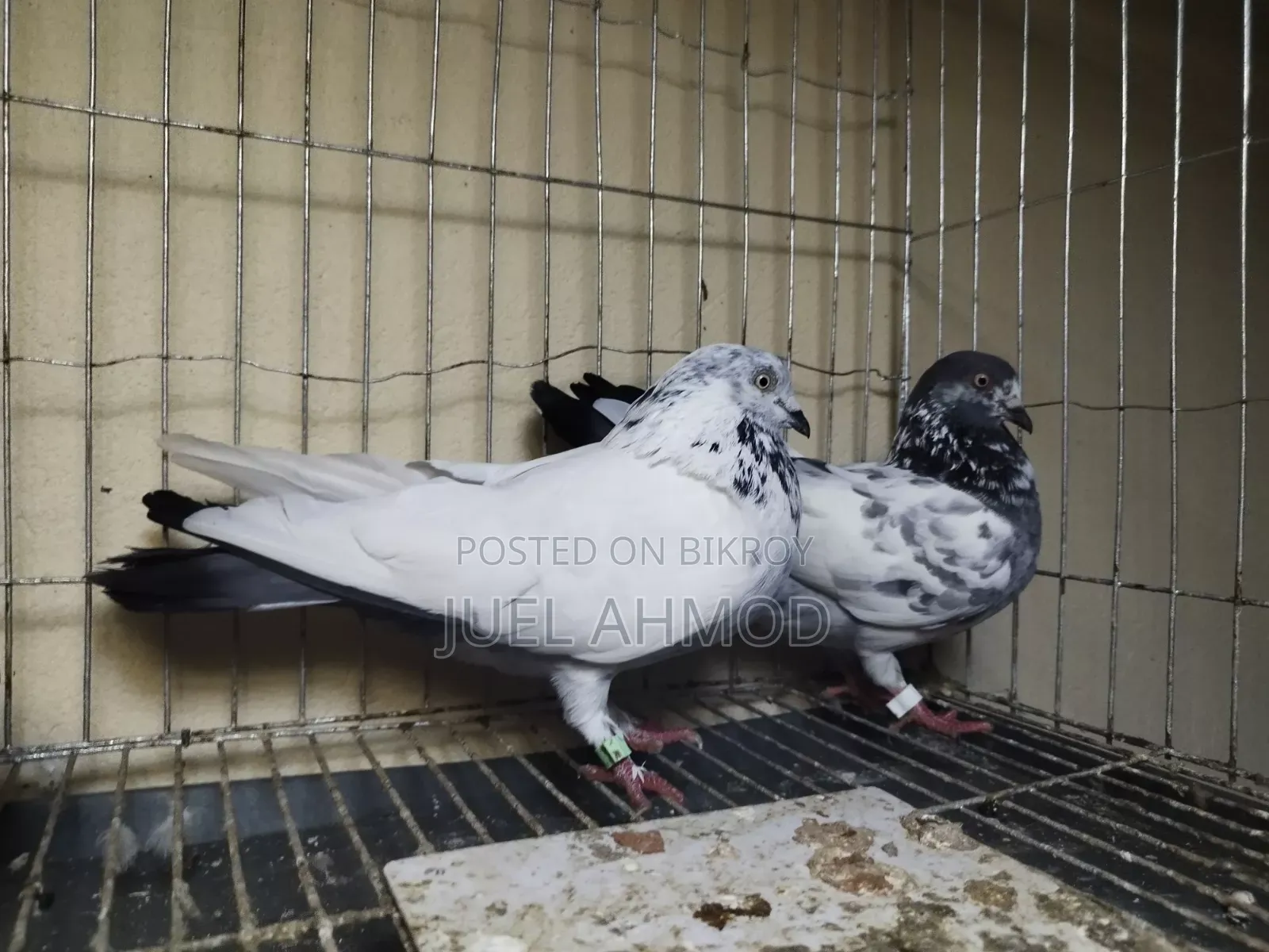Giribaj Pigeon