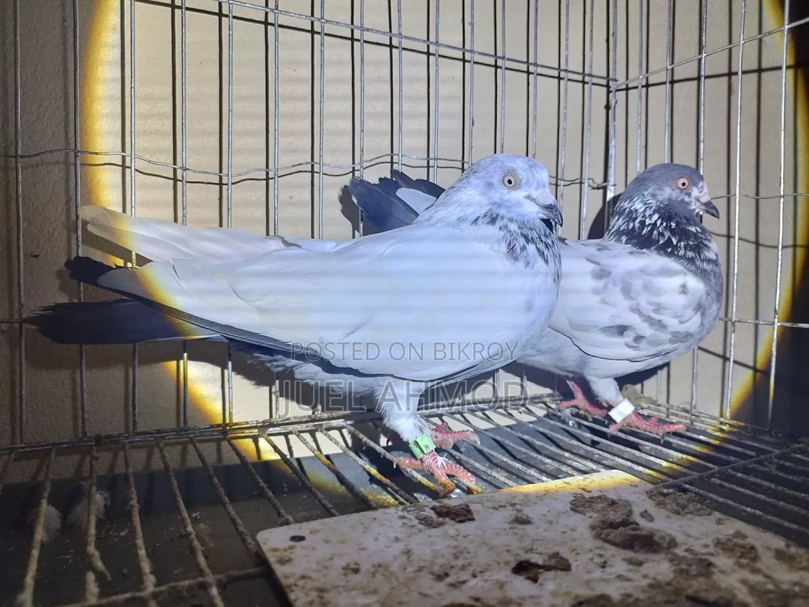 Giribaj Pigeon